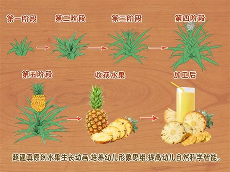 水果生長的地方|【水果生長的地方】揭密水果們的秘密家園：認識水果的生長天堂。